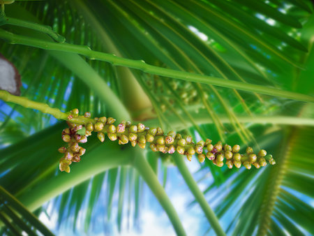 Close up yellow coconut pollen, tiny flowers on a coconut palm tree with blurred backgroundの写真素材