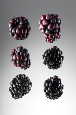 Fresh blackberries set, solated on white backgroundの写真素材
