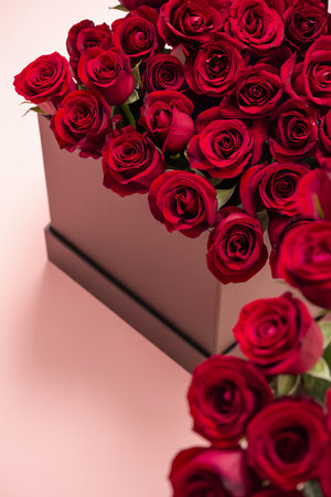 Box of red roses in a pink background