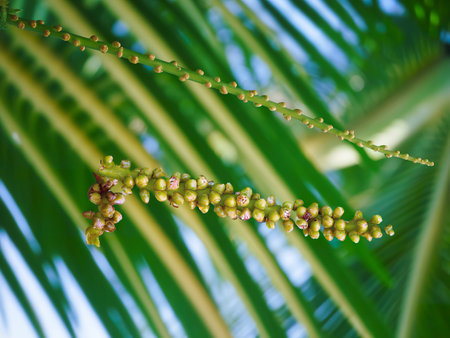 Close up yellow coconut pollen, tiny flowers on a coconut palm tree with blurred background