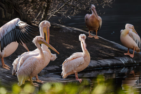 Group of white pelicans resting on the edge of the lakeの写真素材
