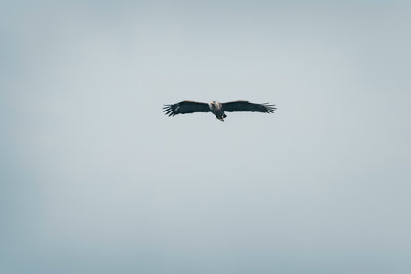 Eagle soaring through the air