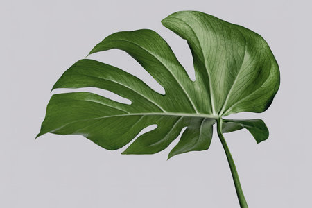 Monstera delicosa plant leaf on a white background