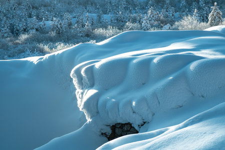 Frozen winter forest with snow covered trees.