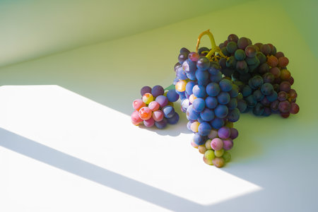 Ripe red grapes ready for harvest in the sunlight. Summer healthy vitamin foodの写真素材