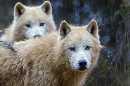 Arctic wolves Canis lupus arctos, also known as the white wolf or polar wolf
