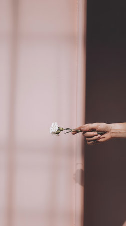 Woman holding a white carnation against a pink wallの写真素材