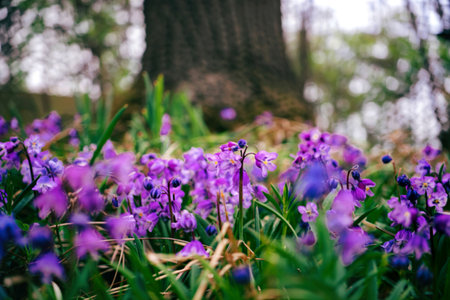 Close up springtime wildflowers concept photo. Forest flowersの写真素材