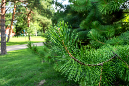 fragment of a green twig of pine needles in a park on a summer sunny day
