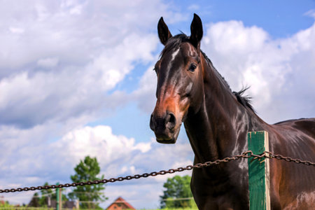 The beautiful horse eating outdoorsの写真素材