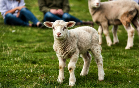 Close up little curly lamb concept photoの写真素材