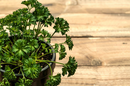 Curly parsley plant against wooden background. Landscape orientation. Copy spaceの写真素材
