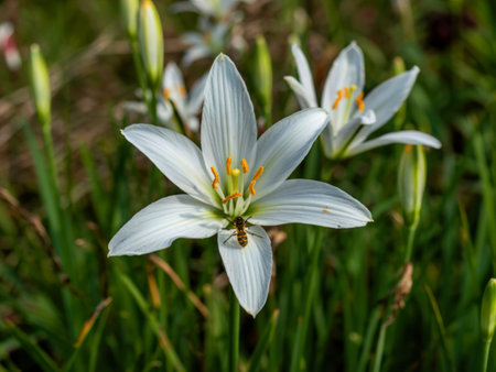 Pretty white autumn zephyrlily flower, Zepharanthes candida, with a little hoverflyの写真素材
