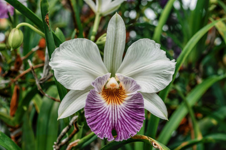 white flowers or cattaleya orchid flowers blooming in the nature garden backgroundの写真素材