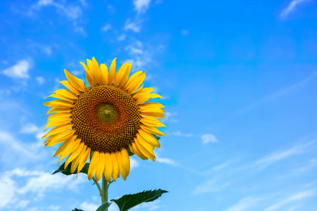 Sunflower with sky blueの写真素材