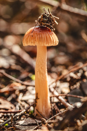 Close up small mushroom growing in forest concept photoの写真素材