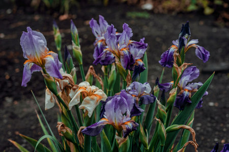 Close up withered irises concept photo. Wilted flowers lying on groundの写真素材