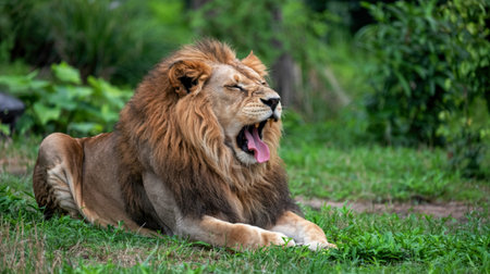 Lion yawningの写真素材