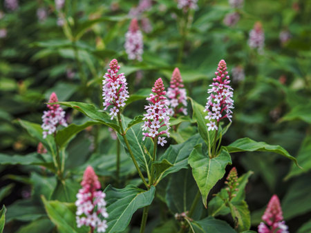 Pretty flower spikes of Persicaria amplexicaulis in a garden with soft focusの写真素材