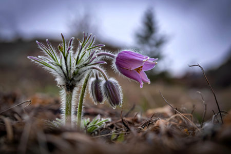 Close up view of Pasque wildflower bud with shallow depth of fieldの写真素材