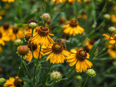 Honey bee gathering pollen on a yellow Helenium sneezeweed flower in a gardenの写真素材