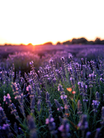 Violet lavender field background on sunsetの写真素材