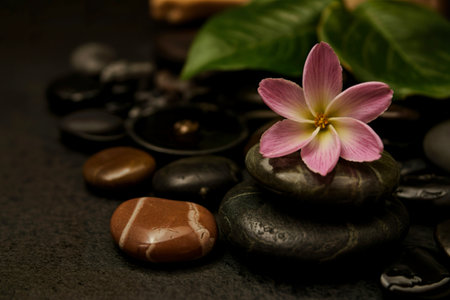 The flower on river stones spa treatment scene on black background zen like concepts