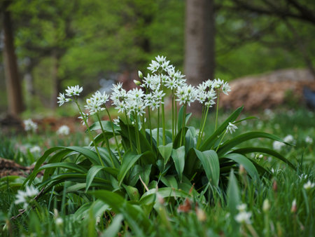 Pretty white flowers and green leaves of wild garlic, Allium ursinum, also known as ramson