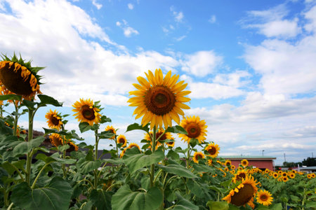 Garden sunflowers with blue skyの写真素材