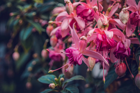 Close up blooming tropical fuchsia flowersの写真素材