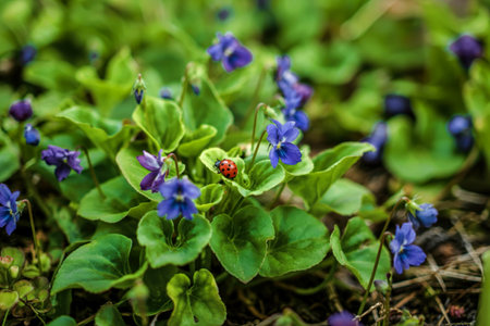 Close up outdoor blue violet flowers with ladybug on leaf