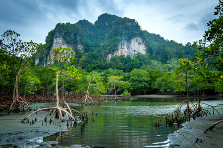 mangrove forest landscape at Thapom, Klong Song Nam, Krabi, Thailand