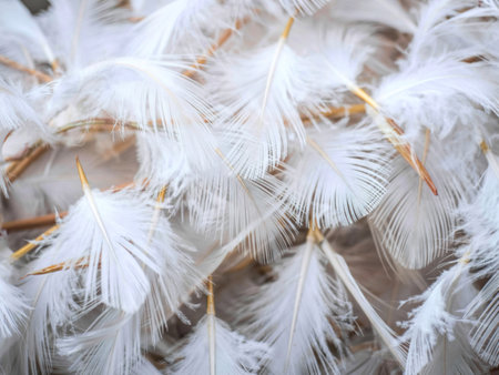 White fluffy bird feathers. Beautiful fog. A message to the angel