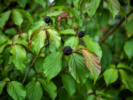 Closeup of black berries and green leaves of common dogwood, Cornus sanguinea
