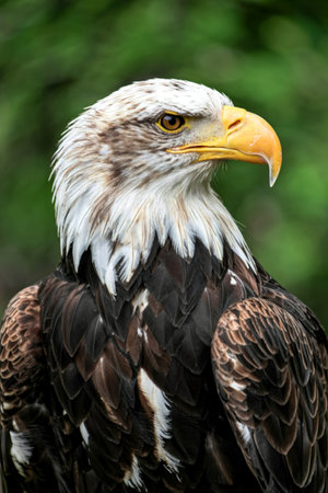 Bald eagle