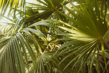 Close-up view of vibrant green palm leaves glistening with morning dew, showcasing intricate details...