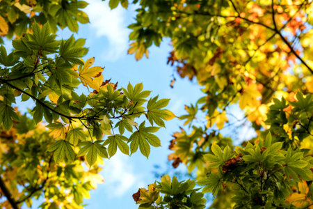 Maple branches with yellow and green leaves against the blue sky, view from belowの写真素材