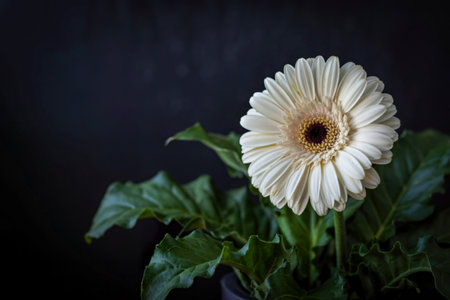 side view of white color gerbera flower isolated on black background with copy spaceの写真素材