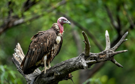 Hooded Vultureの写真素材