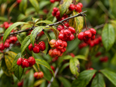 Closeup of bright red Euonymus maximowiczianus berries splitting open on a shrub