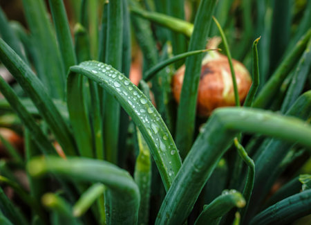 Leaves of onion closeup with water drops