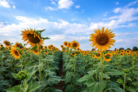 Sunflower field With on the blue skyの写真素材