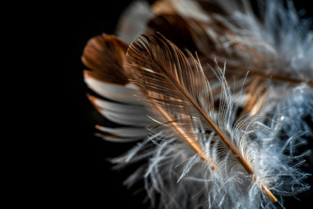 Close up shot of feather on black backgroundの写真素材