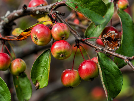 Closeup of shiny red an yellow crab apples on a tree branch in winter with one decayingの写真素材