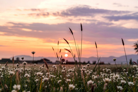 A field of delicate white wildflowers stands tall against a vibrant sunset, silhouetted by long grasses. The scene is peaceful and serene.の写真素材