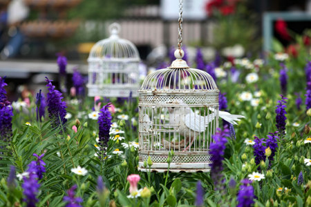 White Bird Cage in purple flowersの写真素材