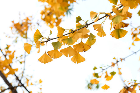 Yellow ginkgo biloba leaves in autumn on white backgroundの写真素材