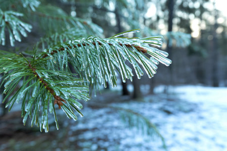 A close-up shot reveals a pine branch heavily coated in ice, showcasing intricate details of the...