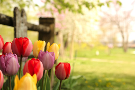 A vibrant cluster of tulips in various colors, including red, yellow, and purple, are showcased in...
