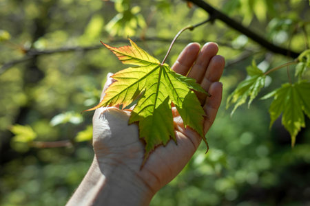 A person's hand gently cradles a vibrant, young maple leaf. The leaf displays hints of red and green, backlit by sunlight.の写真素材
